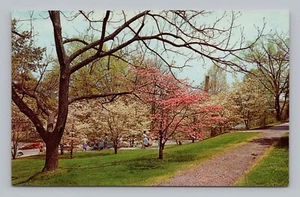 Postcard Flowering Dogwoods Sweet Briar College Virginia - Picture 1 of 2