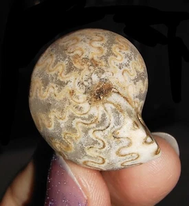AMAZING AMMONITES!! AGATHICERATIDAE FOSSIL FROM TIMOR, INDONESIA, 27MM - Picture 1 of 7