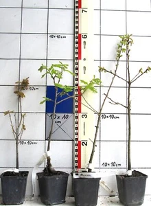 Quercus cerris - Zerreiche, ein stattlicher Baum -Pflanze mit Wurzelballen- - Bild 1 von 1