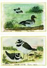 2 x MINT NATIONAL TRUST BIRDS OF THE NORTH NORFOLK COAT POSTCARDS WIGEON PLOVER