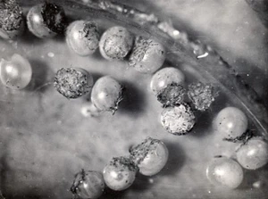 Makrofotografie Wissenschaft Studie Schnappschuss 1930 - Bild 1 von 3