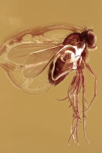 ENHYDRO Moving WATER & FLY Fossil Inclusion Genuine BALTIC AMBER + HQ Pic 250304 - Bild 1 von 6