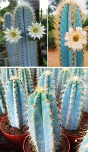 Blue Torch Cactus | Pilosocereus Azureus | 15+ seeds | Same Day Dispatch - Picture 1 of 3