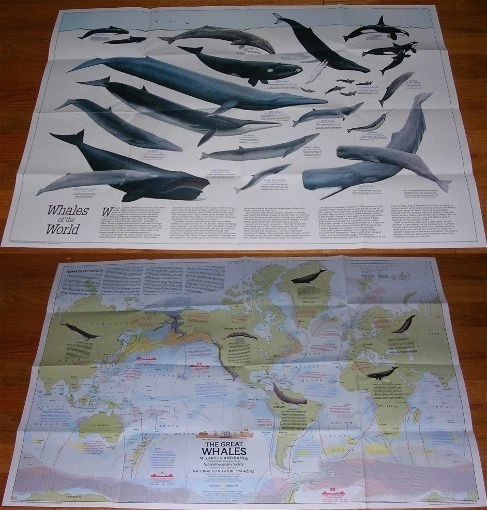 National Geographic MAP December 1976 GREAT WHALES OF THE WORLD Poster Insert Foto 1 de 1