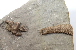 Crinoide, Agariocrinus americanus, Karbon, Crawfordsville, Indiana, USA -f167 - Picture 1 of 5