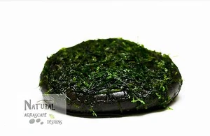 Live Aquarium Plant Xmas Moss on Black River Stone Nature or Wabi Kusa Aquarium - Picture 1 of 3