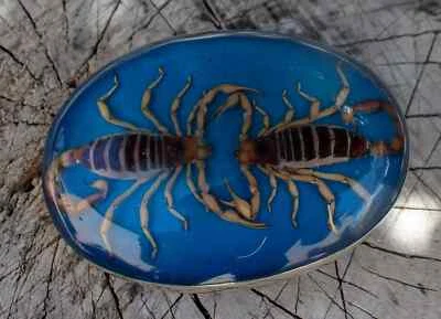 Hecho en Mexico Real DUAL Scorpion Vintage Western Belt Buckle Women RODEO RARE - Image 1 of 4