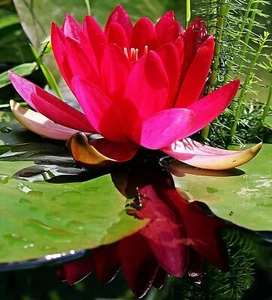 Lotus Seed 20 Red Lotus Flower Seeds Gorgeous Nelumbo Aquatic Plants - Picture 1 of 4