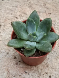 Pachyphytum hookeri Planta joven Suculenta de colección Ø5 - Imagen 1 de 3