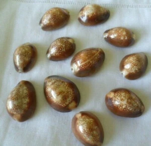 LOT 11 AUSTRALIAN COWRIE SHELLS PIERCED JEWELLERY MAKING JEWELRY BEAD CRAFT - Picture 1 of 5