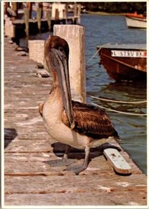 Postal Pelícano Marrón en Muelle en Sarasota Florida FL 6x4 - Imagen 1 de 2