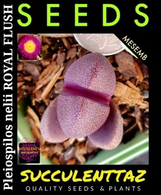  Pleiospilos nelii ROYAL FLUSH 6 x Seeds mesemb LIVING STONE SPLIT ROCK succulen - Image 1 of 4