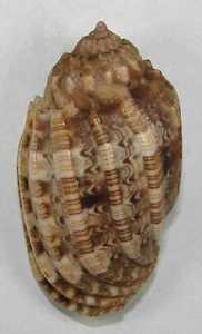 HARPA AMOURETTA 51,07mm SUPER CHOICE XL SPECIMEN off Tulear, Madagaskar - Bild 1 von 2