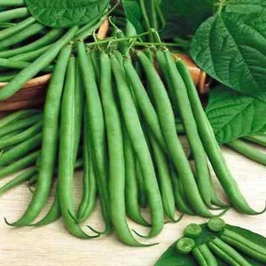 Top Crop Bush Green Bean Seeds, NON-GMO, Heirloom, Stringless, FREE SHIPPING - Picture 1 of 2