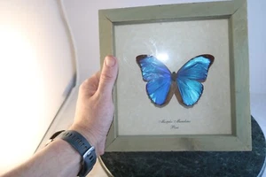 Real Framed Morpho Menelaus Mounted Taxidermy Blue Butterfly From Peru 8" x 8" - Picture 1 of 9