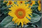 Yellow Sunflower Original Glossy Photograph Print Signed Harjdein Numbered 24x16