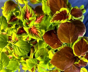 10 lebendige Coleus Sämlinge lebend bewurzelt selten exotisch grün lila tropisch - Bild 1 von 3