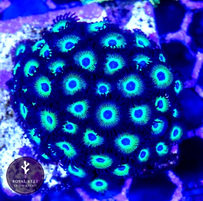 💫🌙 Orbitrons ZOA Coral Frag - NOT SPS LPS (3+ heads)🌙💫