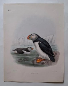 RARE JOHN GERRARD KEULEMANS ORNITHOLOGY PUFFIN CHROMOLITHOGRAPH C.1881-1896 - Picture 1 of 1