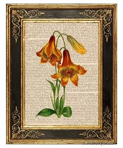 Stampa artistica giglio canadese colorato profondo su pagina libro vintage decorazione botanica regali - Foto 1 di 3