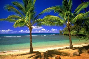 PALM TREES BEACH SAND OCEAN SEASHELLS FUN BEACH WALL ART POSTER REPRINT 11 x 17 - Picture 1 of 1