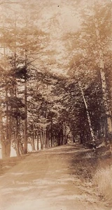 8 Roadway Lake Dunmore Vermont VT Dirt Road Trees Real Photo RPPC Postcard - Picture 1 of 2