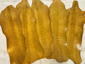 5 Ostrich Legs Skin Leather Mustard Color Grade B in one bundle