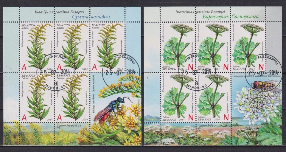 Bielorrusia 2014 flores flora plantas invasoras de Bielorrusia fauna insectos avispa mosca Foto 1 de 1
