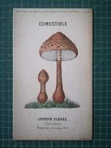 yv079 mycologie dessin champignon J Poirault circa 1910 Lépiote élevée - Imagen 1 de 2
