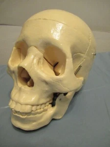 Vintage Scientific Medical Model Skull With Spring Jaw Surgical Anatomical Heavy - Picture 1 of 7