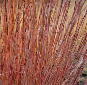 Schizachyrium scoparium 'Standing Ovation' Set of Three 9cm Grass Plants - Picture 1 of 3
