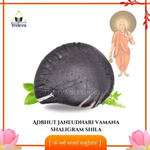 Adbhut Janeudhari Vamaan / Vamana Shaligram Shila - EBS33 - Picture 1 of 7
