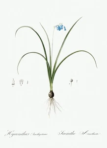 Brimeura Lily Les Liliacees by Pierre Joseph Redouté Print Repro - Picture 1 of 2