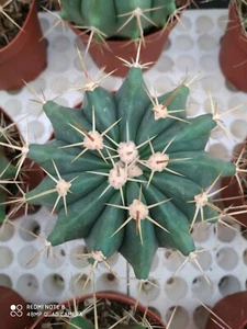 FEROCACTUS POTTSII POT20 CACTUS SUCCULENTE PIANTE GRASSE NO ARIOCARPUS AZTEKIUM - Foto 1 di 3