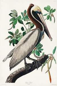 Pelícano marrón de J.J. Audubon Birds of America Giclee estampado artístico + envío gratuito - Imagen 1 de 4