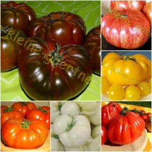 FLEISCHTOMATEN MIX 6 ALTE SORTEN BRANDYWINE OCHSENHERZ MARMANDE TOMATE 30 SAMEN - Bild 1 von 1