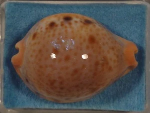 Cypraea Porteri 47mm Bolut Island off S. Mindanao,Philippines 80+ meters in Tang - Picture 1 of 4