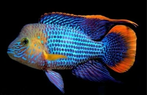 Green Terror Cichlid Live Fish - Picture 1 of 6