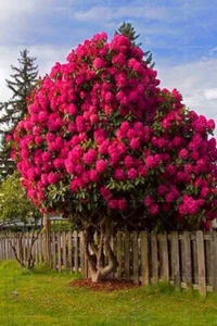 20 SEEDS for RED Pink CHERRY TREE rare blossom flower exotic USA Seller - Picture 1 of 6