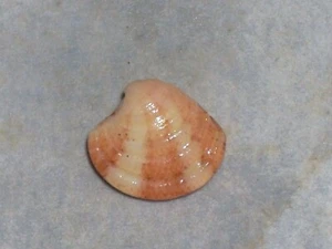 CLAUSINELLA FASCIATA WOOOOOOW - Imagen 1 de 2