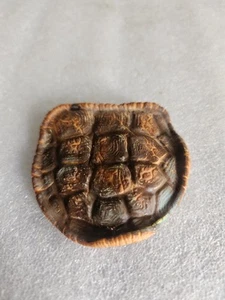 Artificial Rubber Turtle Shell • 3"×2⅞" - Picture 1 of 13