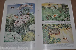 1937 WASPS AND HORNETS magazine articles, info, Hashime Murayama art - Picture 1 of 5