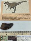 Carcharodontosaurus dinosaur CARCHARODON 1.75” AKA African TREX T REX CU6