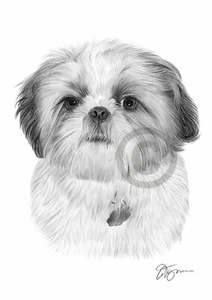 SHIH TZU Arte Lápiz Dibujo Impreso A4/A3 Firmado Perro Obras de Arte Retrato Mascota - Imagen 1 de 1