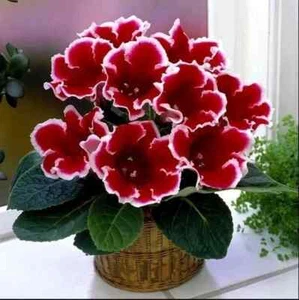 Semillas Gloxinia F1 rojas con borde blanco 5 semillas Ucrania en todo el mundo - Imagen 1 de 3
