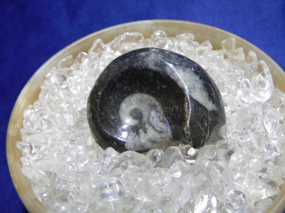 Fossilien Schnecke Goniatit Fossil,3x4cm - Bild 1 von 1