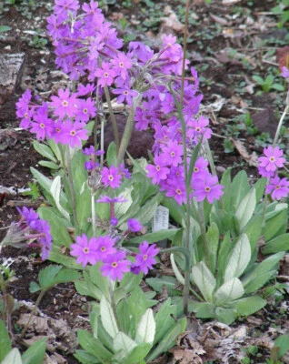 Primula Halleri : 60 Seeds : Primula longiflora, Long-flowered Primrose - Image 1 of 4