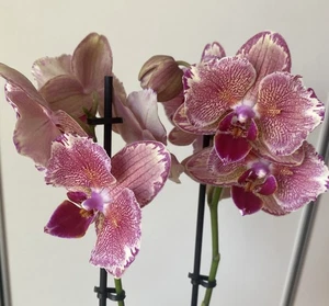Orchidee Phalaenopsis Pirate Pikatee Peloric - Bild 1 von 12