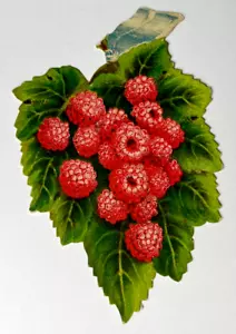 Antik Vintage viktorianisch gestanzt grünes Blatt mit Himbeeren 4,8 x 3,5 Zoll - Bild 1 von 4