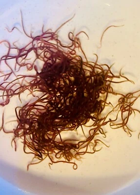 🪱💧  Live BLACKWORMS 25+ LIVE Food Blackworm - LIVE ARRIVAL GUARANTEE 💧🪱 - Image 1 of 3